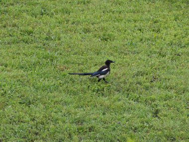 Avrasya Saksağanı namı diğer Hayvan sınıfı Aves 'in (kuşlar) bilimsel adı Pica Pica)