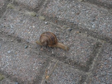 Hayvan phylum mollusca (yumuşakçalar) salyangoz karasal gastropodu)