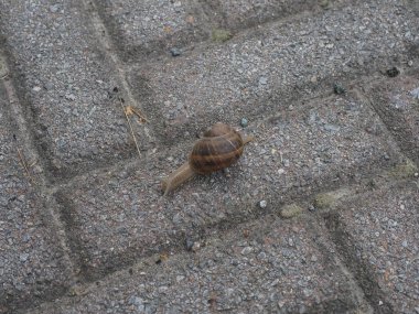 Hayvan phylum mollusca (yumuşakçalar) salyangoz karasal gastropodu)