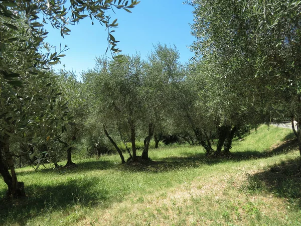 Siena, İtalya - zeytin aka Olea Europaea ağaçları, zeytin yağı üretimi için saç ekimi