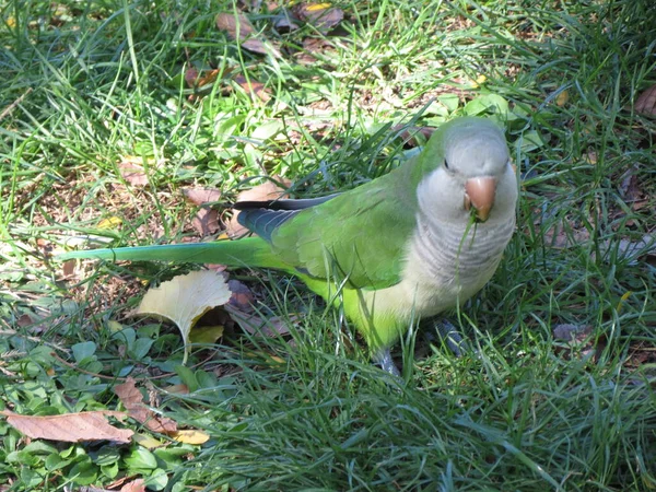 Green Parrot Scientific Name Psittacines Animal Class Birds — Stockfoto