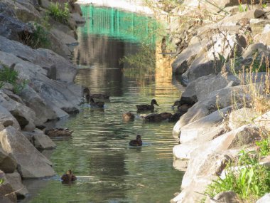 Dişi yaban ördeği diğer adıyla vahşi ördek bilimsel adı Anas platyrhynchos.