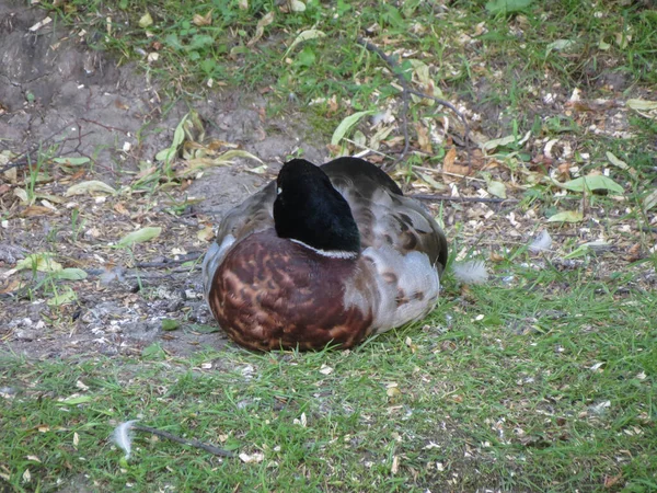 Stockente Aka Wildente Wissenschaftlicher Name Anas Platyrhynchos Von Vögeln Der — Stockfoto