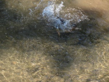 Dişi yaban ördeği diğer adıyla vahşi ördek bilimsel adı Anas platyrhynchos hayvan sınıfı kuşların