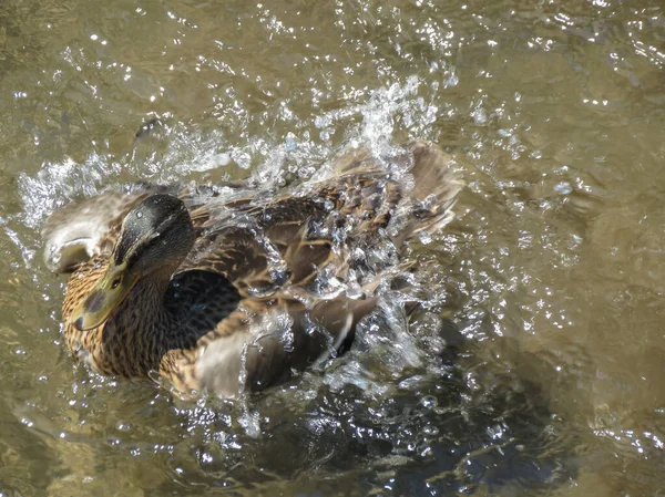 Mallard Hembra Alias Pato Salvaje Nombre Científico Anas Platyrhynchos Aves — Foto de Stock