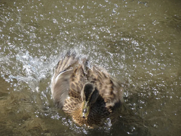 Θηλυκή Mallard Γνωστή Και Άγρια Πάπια Επιστημονική Ονομασία Anas Platyrhynchos — Φωτογραφία Αρχείου