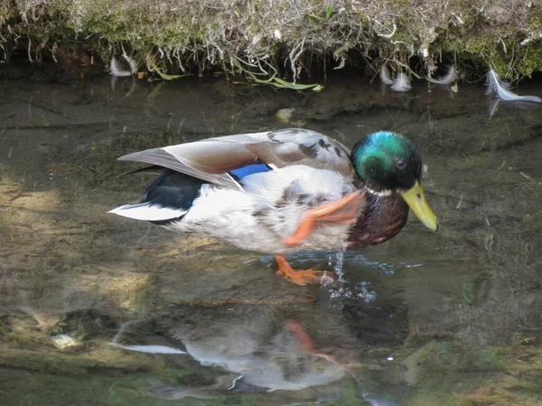 Colvert Mâle Aka Canard Sauvage Nom Scientifique Anas Platyrhynchos Oiseaux — Photo