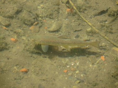 Genç kahverengi alabalık nehirde yüzüyor.
