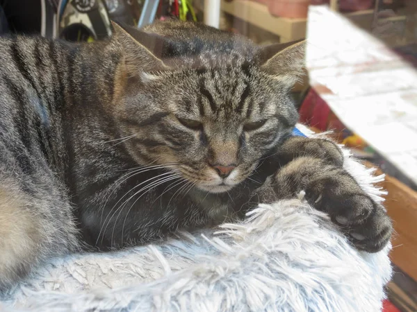 Grijze Huiskat Aka Huiskat Wetenschappelijke Naam Felis Catus — Stockfoto