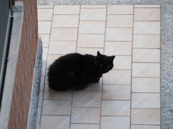 Black Domestic Tabby Cat Aka Housecat Scientific Name Felis Catus — Stockfoto
