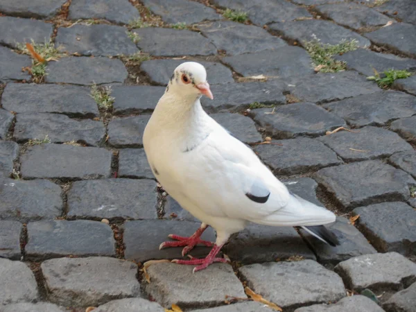 White Domestic Pigeon Aka Rock Pigeon Scientific Name Columba Livia — Fotografia de Stock