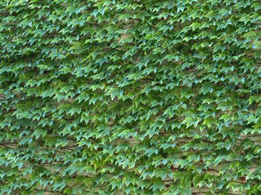 sarmaşık bilimsel adı Hedera bitki bir arka plan olarak kullanışlı