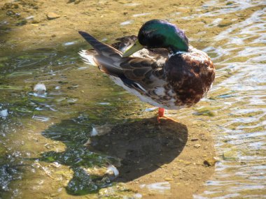 Erkek yaban ördeği namı diğer vahşi ördek bilimsel adı Anas platyrhynchos hayvan sınıfı kuşların