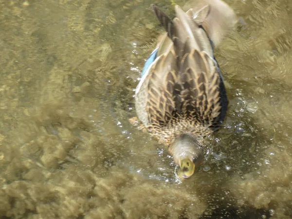 Θηλυκή Mallard Γνωστή Και Άγρια Πάπια Επιστημονική Ονομασία Anas Platyrhynchos — Φωτογραφία Αρχείου