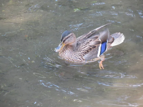 Canard Colvert Femelle Alias Canard Sauvage Nom Scientifique Anas Platyrhynchos — Photo