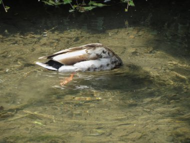 Erkek yaban ördeği namı diğer vahşi ördek bilimsel adı Anas platyrhynchos hayvan sınıfı kuşların