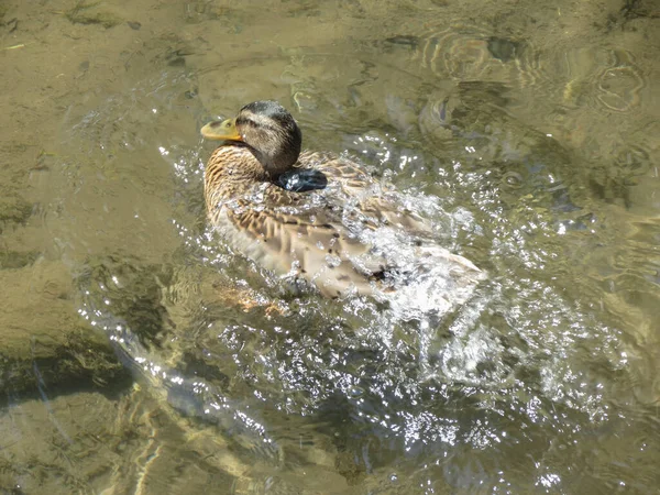 Female Mallard Aka Wild Duck Scientific Name Anas Platyrhynchos Animal — Stock Photo, Image