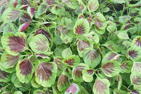 Primo Piano Verdure Spinaci — Foto Stock