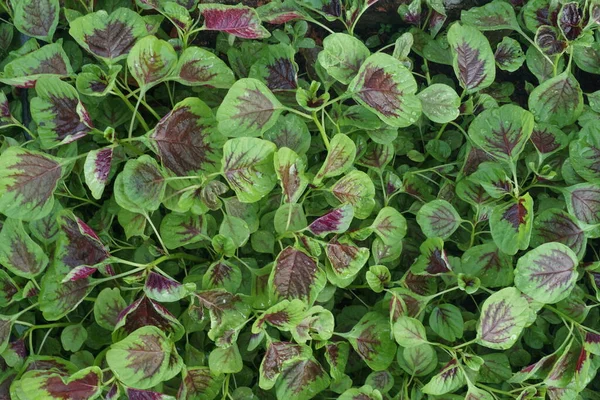 Tutup Sayur Bayam — Stok Foto