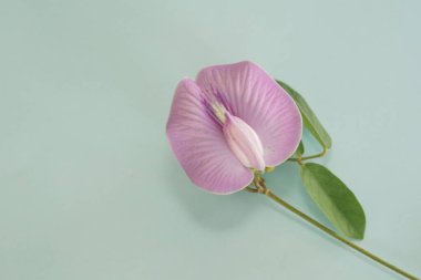 Mavi arka planda yabani çiçek