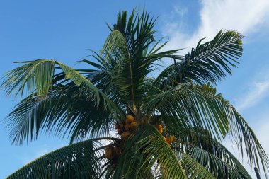 Mavi gökyüzüne karşı hindistan cevizi palmiyesini kapat