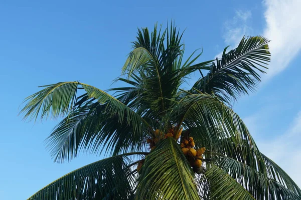 Perto Palmeira Coco Contra Céu Azul — Fotografia de Stock