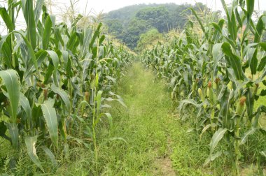 Mısır tarlası manzarası