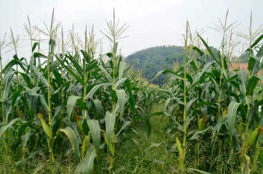 Mısır tarlası manzarası