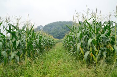 Mısır tarlası manzarası