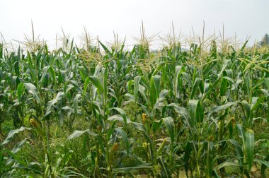 Mısır tarlası manzarası