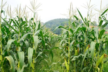 Mısır tarlası manzarası