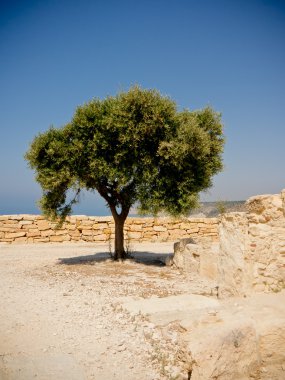 Lone tree güneş