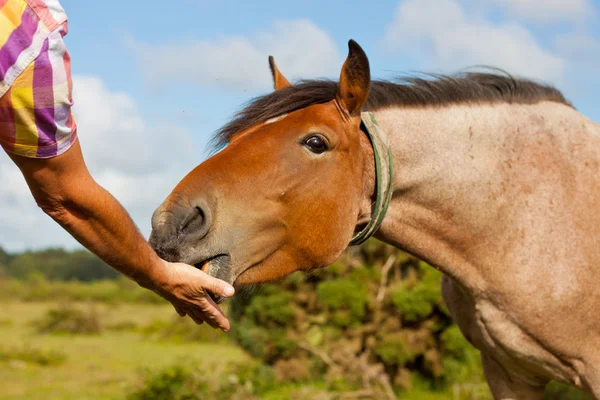 Krmení koně ručně — Stock fotografie