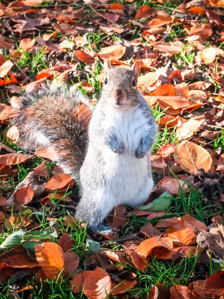 Eichhörnchen im Herbstlaub — Stockfoto