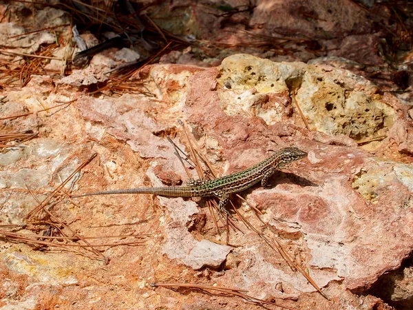 İbizan Gecko (Podarcis pityusensis)