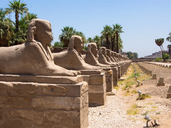 The avenue of Sphinx at Luxor Temple, Egypt — Stock Photo, Image