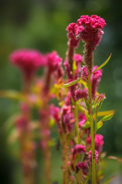 Forest Flowers — Stock Photo, Image