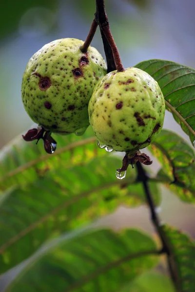 Olgun guava — Stok fotoğraf