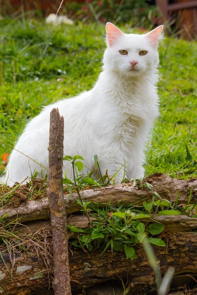 野生の白猫 — ストック写真