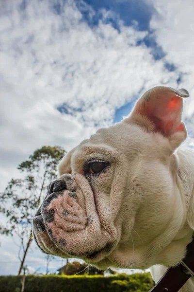 English BullDog — Stock Photo, Image