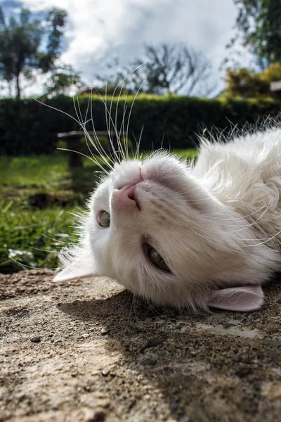 野生の白猫 — ストック写真