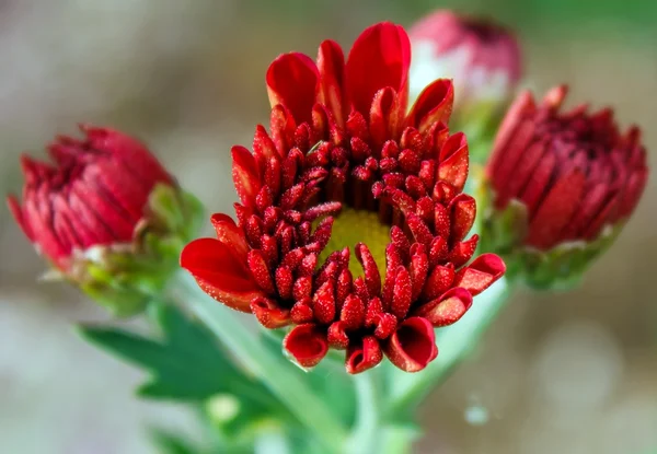 Vörös trópusi virág — Stock Fotó