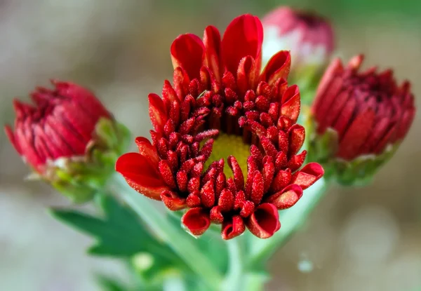 Flor tropical vermelha — Fotografia de Stock