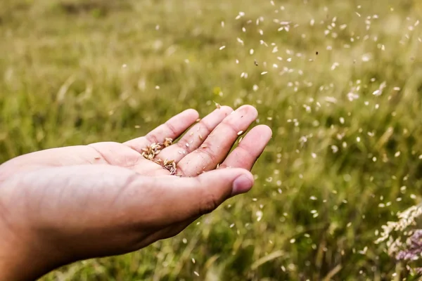 Spreading Seeds Stock Photo