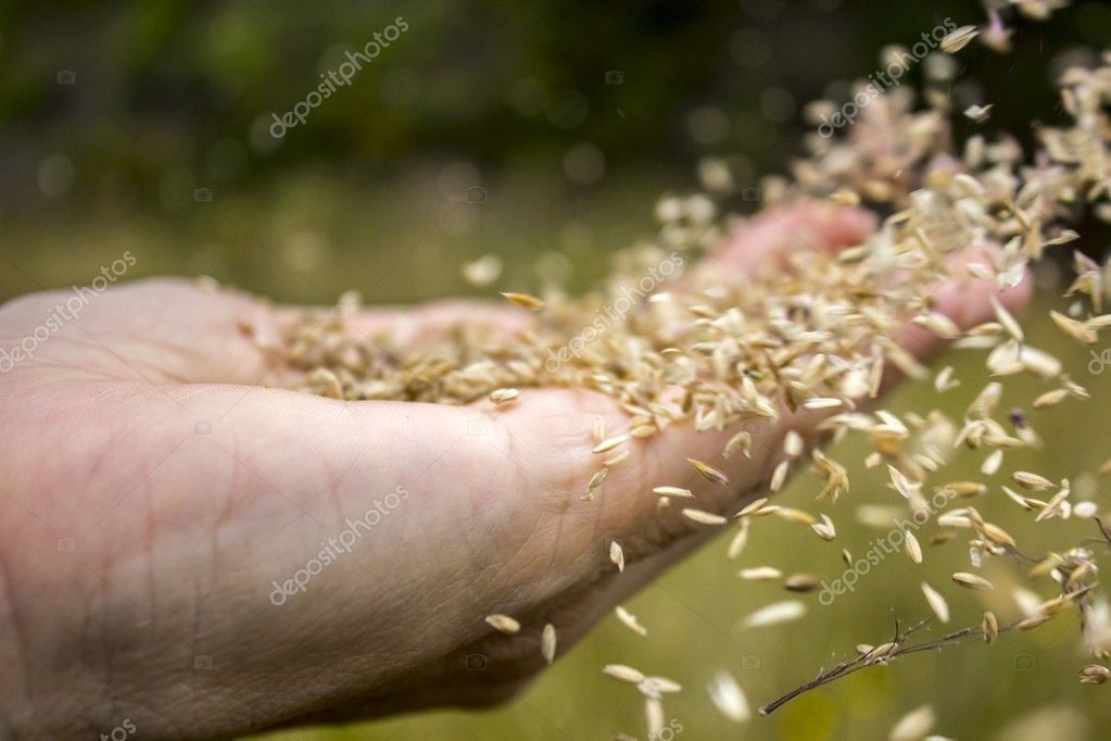 Spreading Seeds Closeup — Stock Photo © juvelez 18187069