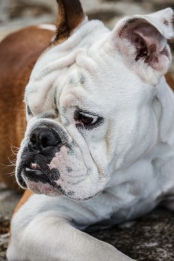İngilizce Bulldog