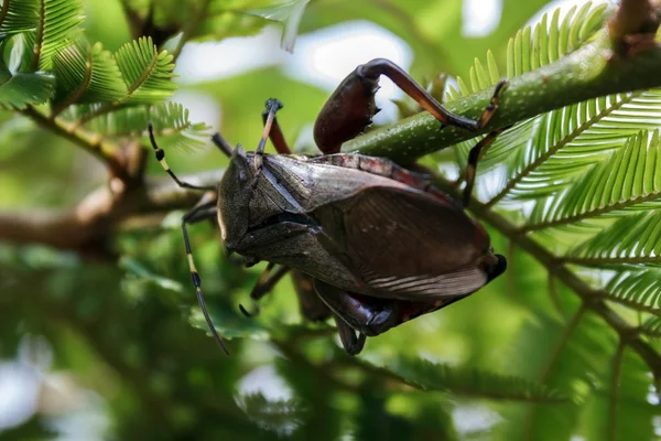 Escarabajo gigante de pie sobre una rama de árbol — Foto de Stock