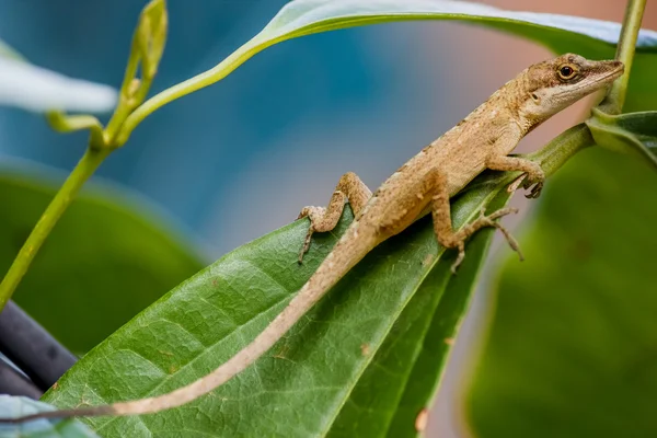 Lagarto sobre a folha de árvore e ramo — Fotografia de Stock