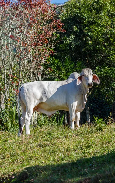 Bovini di Zebu — Foto Stock