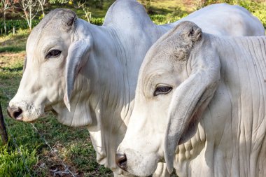 Beyaz Zebu Sığırları